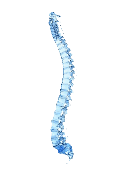 Spine Graphic